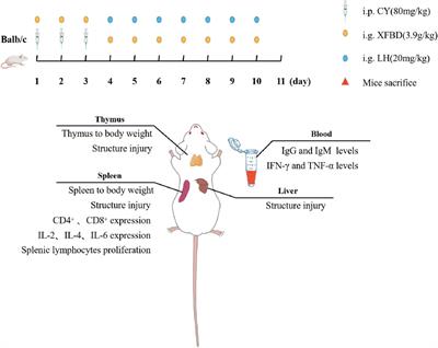 Prevention of Cyclophosphamide-Induced Immunosuppression in Mice With Traditional Chinese Medicine Xuanfei Baidu Decoction